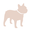 Frenchie Bulldog
